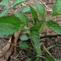 Salvia Miltiorrhiza, Tan Shen Red Sage Seed 5000 PCS, Chinese Sage Danshen