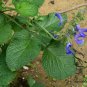 Salvia Miltiorrhiza, Tan Shen Red Sage Seed 5000 PCS, Chinese Sage Danshen