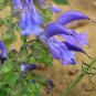 Salvia Miltiorrhiza, Tan Shen Red Sage Seed 5000 PCS, Chinese Sage Danshen