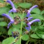 Salvia Miltiorrhiza, Tan Shen Red Sage Seed 5000 PCS, Chinese Sage Danshen