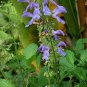 Salvia Miltiorrhiza, Tan Shen Red Sage Seed 5000 PCS, Chinese Sage Danshen