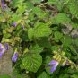 Salvia Miltiorrhiza, Tan Shen Red Sage Seed 5000 PCS, Chinese Sage Danshen