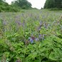 Salvia Miltiorrhiza, Tan Shen Red Sage Seed 5000 PCS, Chinese Sage Danshen