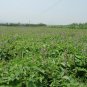 Salvia Miltiorrhiza, Tan Shen Red Sage Seed 5000 PCS, Chinese Sage Danshen