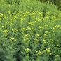 Ruta Graveolens, Common Rue Seed 3000 PCS, Herb-of-grace Yun Xiang