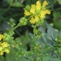 Ruta Graveolens, Common Rue Seed 3000 PCS, Herb-of-grace Yun Xiang