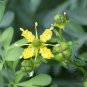 Ruta Graveolens, Common Rue Seed 3000 PCS, Herb-of-grace Yun Xiang