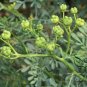 Ruta Graveolens, Common Rue Seed 3000 PCS, Herb-of-grace Yun Xiang