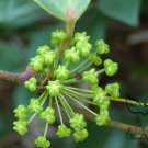 Rhizoma Smilacis, Smilax Glabra Seed 500 PCS, Glabrous Greenbrier Tu Fu Ling