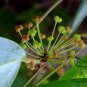 Rhizoma Smilacis, Smilax Glabra Seed 500 PCS, Glabrous Greenbrier Tu Fu Ling