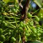 Rhizoma Smilacis, Smilax Glabra Seed 500 PCS, Glabrous Greenbrier Tu Fu Ling