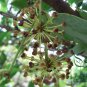 Rhizoma Smilacis, Smilax Glabra Seed 500 PCS, Glabrous Greenbrier Tu Fu Ling