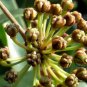 Rhizoma Smilacis, Smilax Glabra Seed 500 PCS, Glabrous Greenbrier Tu Fu Ling