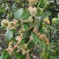 Rhizoma Smilacis, Smilax Glabra Seed 500 PCS, Glabrous Greenbrier Tu Fu Ling