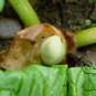 Rheum Palmatum, Chinese Rhubarb Seed 1000 PCS, Turkish Rhubarb Da Huang