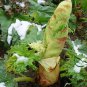 Rheum Palmatum, Chinese Rhubarb Seed 1000 PCS, Turkish Rhubarb Da Huang
