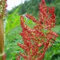 Rheum Palmatum, Chinese Rhubarb Seed 1000 PCS, Turkish Rhubarb Da Huang