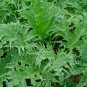 Rheum Palmatum, Chinese Rhubarb Seed 1000 PCS, Turkish Rhubarb Da Huang