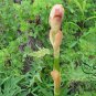 Rheum Palmatum, Chinese Rhubarb Seed 1000 PCS, Turkish Rhubarb Da Huang