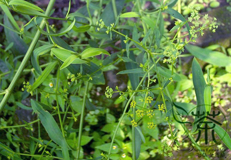 Radix Bupleuri, Bupleurum Chinense Seed 5000 PCS, Thorowax Chai Hu