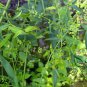 Radix Bupleuri, Bupleurum Chinense Seed 5000 PCS, Thorowax Chai Hu