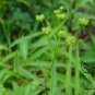 Radix Bupleuri, Bupleurum Chinense Seed 5000 PCS, Thorowax Chai Hu