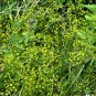 Radix Bupleuri, Bupleurum Chinense Seed 5000 PCS, Thorowax Chai Hu