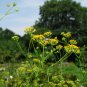Radix Bupleuri, Bupleurum Chinense Seed 5000 PCS, Thorowax Chai Hu