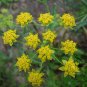 Radix Bupleuri, Bupleurum Chinense Seed 5000 PCS, Thorowax Chai Hu