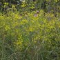 Radix Bupleuri, Bupleurum Chinense Seed 5000 PCS, Thorowax Chai Hu