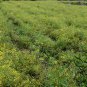 Radix Bupleuri, Bupleurum Chinense Seed 5000 PCS, Thorowax Chai Hu