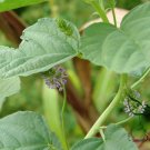 Psoralea Corylifolia, Common Babchi Seed 1000 PCS, Bu Gu Zhi