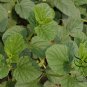 Psoralea Corylifolia, Common Babchi Seed 1000 PCS, Bu Gu Zhi