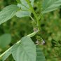Psoralea Corylifolia, Common Babchi Seed 1000 PCS, Bu Gu Zhi