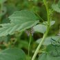 Psoralea Corylifolia, Common Babchi Seed 1000 PCS, Bu Gu Zhi