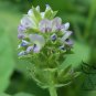 Psoralea Corylifolia, Common Babchi Seed 1000 PCS, Bu Gu Zhi