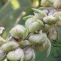 Psoralea Corylifolia, Common Babchi Seed 1000 PCS, Bu Gu Zhi