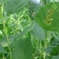 Psoralea Corylifolia, Common Babchi Seed 1000 PCS, Bu Gu Zhi