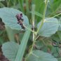 Psoralea Corylifolia, Common Babchi Seed 1000 PCS, Bu Gu Zhi
