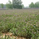 Prunella Vulgaris, Common Self-heal Seed 5000 PCS, Blue Curls Xia Ku Cao