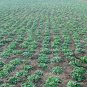 Prunella Vulgaris, Common Self-heal Seed 5000 PCS, Blue Curls Xia Ku Cao
