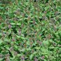 Prunella Vulgaris, Common Self-heal Seed 5000 PCS, Blue Curls Xia Ku Cao