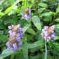 Prunella Vulgaris, Common Self-heal Seed 5000 PCS, Blue Curls Xia Ku Cao