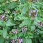 Prunella Vulgaris, Common Self-heal Seed 5000 PCS, Blue Curls Xia Ku Cao