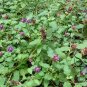 Prunella Vulgaris, Common Self-heal Seed 5000 PCS, Blue Curls Xia Ku Cao