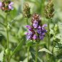 Prunella Vulgaris, Common Self-heal Seed 5000 PCS, Blue Curls Xia Ku Cao