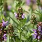 Prunella Vulgaris, Common Self-heal Seed 5000 PCS, Blue Curls Xia Ku Cao