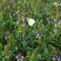 Prunella Vulgaris, Common Self-heal Seed 5000 PCS, Blue Curls Xia Ku Cao