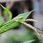 Polygonum Orientale, Oriental Persicaria Seed 2000 PCS, Shui Hong Hua