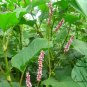 Polygonum Orientale, Oriental Persicaria Seed 2000 PCS, Shui Hong Hua